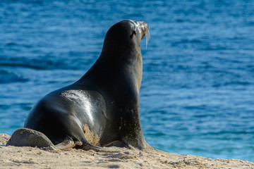 Galapagos sea lion at Mann beach, San Cristobal island, Ecuador