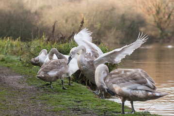 Mute Swan, Swans, Cygnus olor