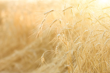 ripe wheat field