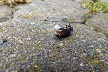 Aschgraue Sklavenameise