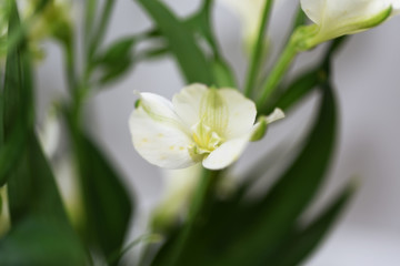 Small white flowers