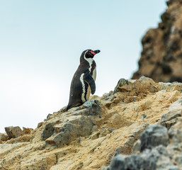 Humboldt Penguin stand on the rocky shoreline of the island Ballestas in Paracas national park. It is a designated UNESCO World Heritage Site - Peru, South America - 131032480