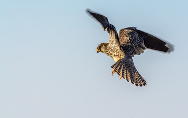 Obraz premium Amur Falcon(Falco amurensis), beautiful bird flying with blue sky.