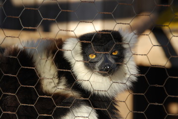 Lémurien à ceinture blanche enfermé en cage - 131032678