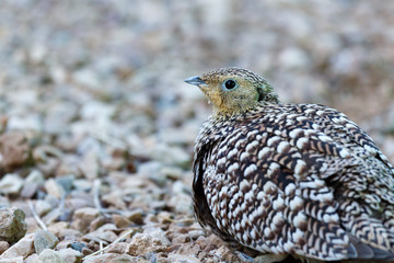 Bird walking on the stones