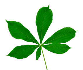 Chestnut leaf