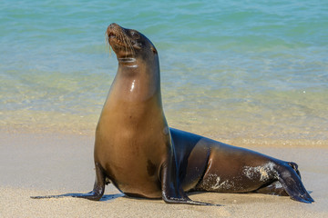 Fototapeta premium Galapagos sea lion at Mann beach, San Cristobal island (Ecuador)