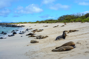 Fototapeta premium Galapagos sea lions at Punta Carola beach, San Cristobal island (Ecuador) 