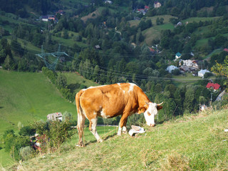 Fototapeta na wymiar Cow in a high mountain pasture