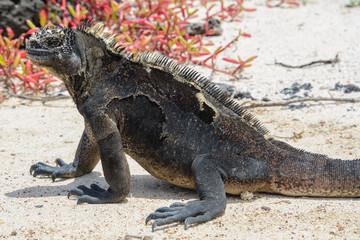 Galapagos marine iguana at Loberia beach, San Cristobal island, Ecuador