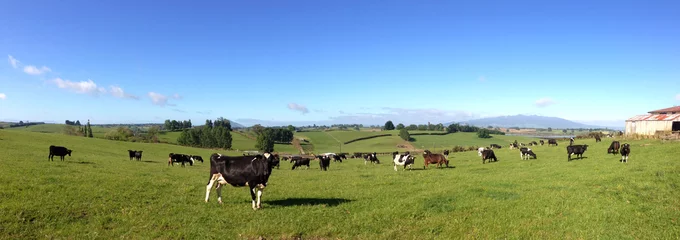 Tuinposter Koe Dairy cows in green paddock farm. Blue sky. One cow closer to camera facing  © Stillfx