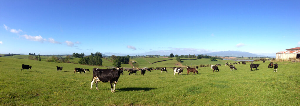 Dairy cows in green paddock farm. Blue sky. One cow closer to camera facing