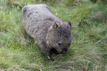 Wombat, Tasmanien, Australien