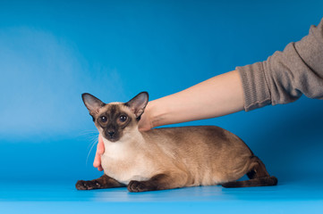 Siam cat portrait on blue