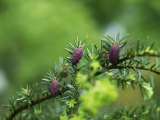 Zapfen Hemlockstanne 'Tsuga'