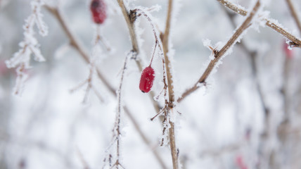 Branches and berries of barberry in the frost.