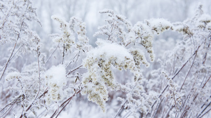 Fluffy, dry snow plant.