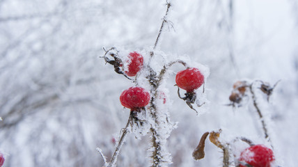 Rose hips in frost and snow flakes.