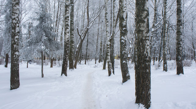 Fototapeta The path between the snowdrifts in birch park.