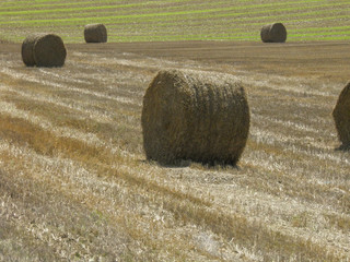 Hay bales in a field