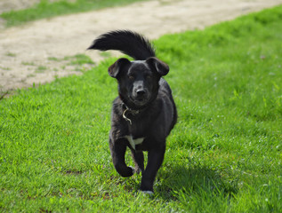 Black dog on the green grass