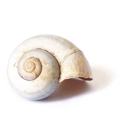 Poster Isolated Snail Shell © Matthew Benoit