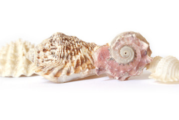 Seas Shells Row