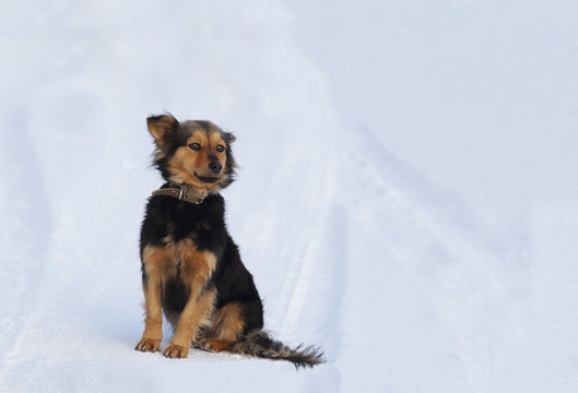 A small dog sits at the snow-covered road