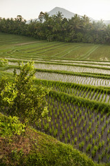 Fototapeta na wymiar Bali Rice Fields. The village of Belimbing, Bali, boasts some of the most beautiful and dramatic rice terraces in all of Indonesia. Morning light is a wonderful time to photograph the landscape.