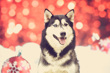 Weihnachtlicher Hund