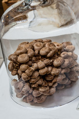 Wild Mushrooms Under Glass Dome