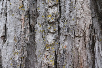 Plant - Tree Bark