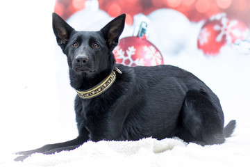 Weihnachtlicher Hund