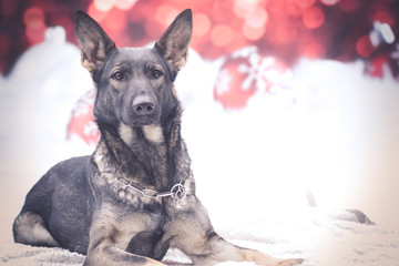 Weihnachtlicher Hund