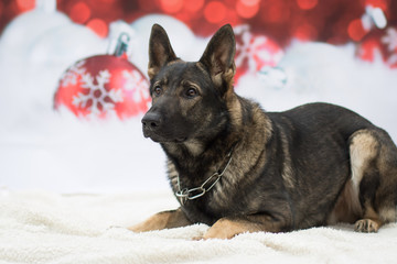 Weihnachtlicher Hund