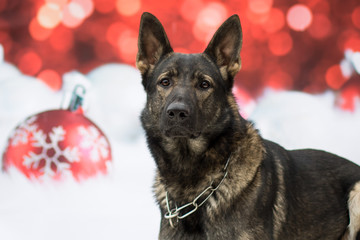 Weihnachtlicher Hund