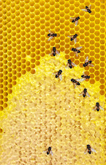 Honey bees Honeycomb close-up.