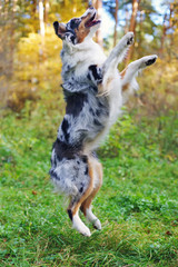 Obedient merle Australian Shepherd dog jumping up in the forest
