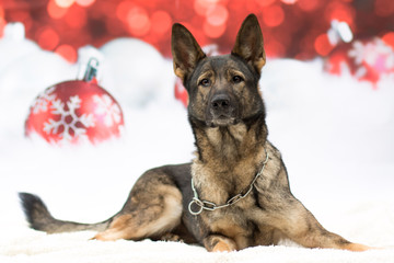 Weihnachtlicher Hund