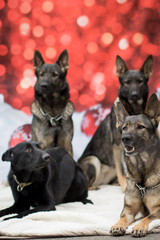 Naklejka premium Weihnachtlicher Hund