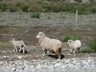 Obraz premium San Martin de Los Andes, Patagonia Argentina