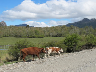 Fototapeta na wymiar San Martin de Los Andes, Patagonia Argentina
