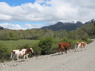 Fototapeta na wymiar San Martin de Los Andes, Patagonia Argentina