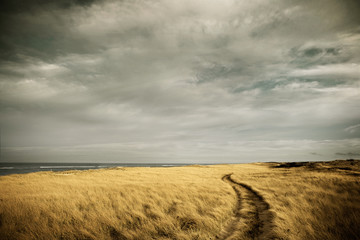 Path through high grass on a beach. Cape Cod, MA. USA