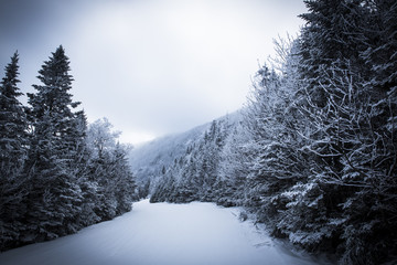Landscape of a ski trail covered in fresh snow. Vermont