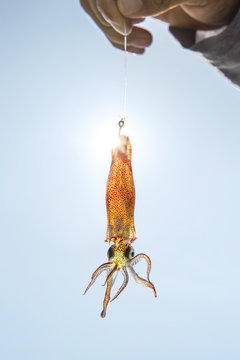 Live squid on fishing hook