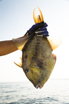 Man holding trigger fish 
