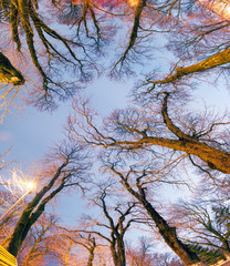 Trees against the sky in the park