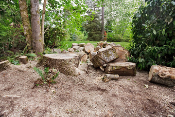 Obraz premium Remains of felled tree in a garden