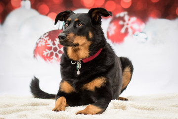 Weihnachtlicher Hund